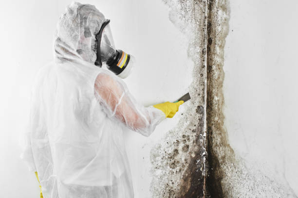 Best Industrial Mold Remediation in Hawkins, TX