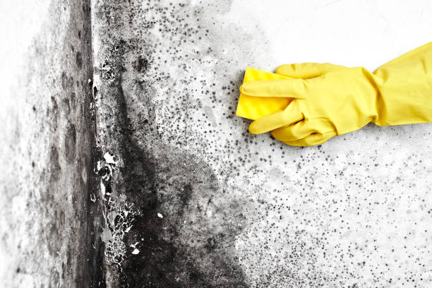 Best Kitchen Mold Remediation in Hawkins, TX