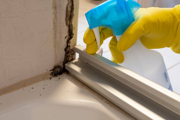 Best Commercial Mold Remediation in Hawkins, TX