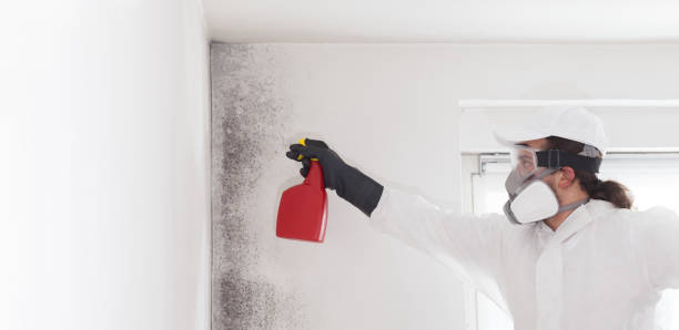 Best Basement Mold Remediation in Hawkins, TX