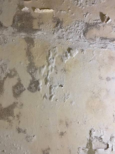 Best White Mold Remediation in Hawkins, TX